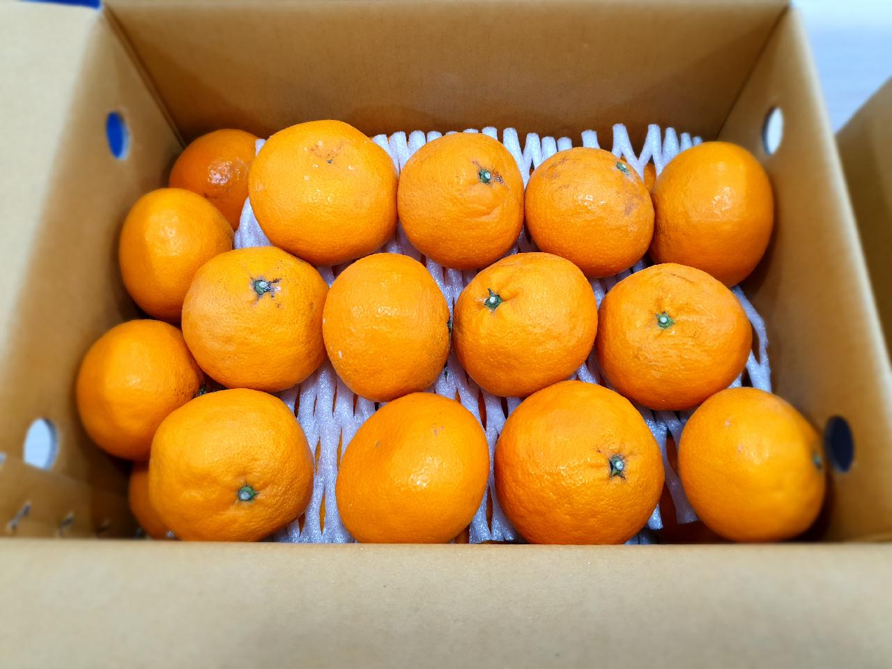 제주도 한라봉, 카라향 도착 - 잘 먹겠습니다.