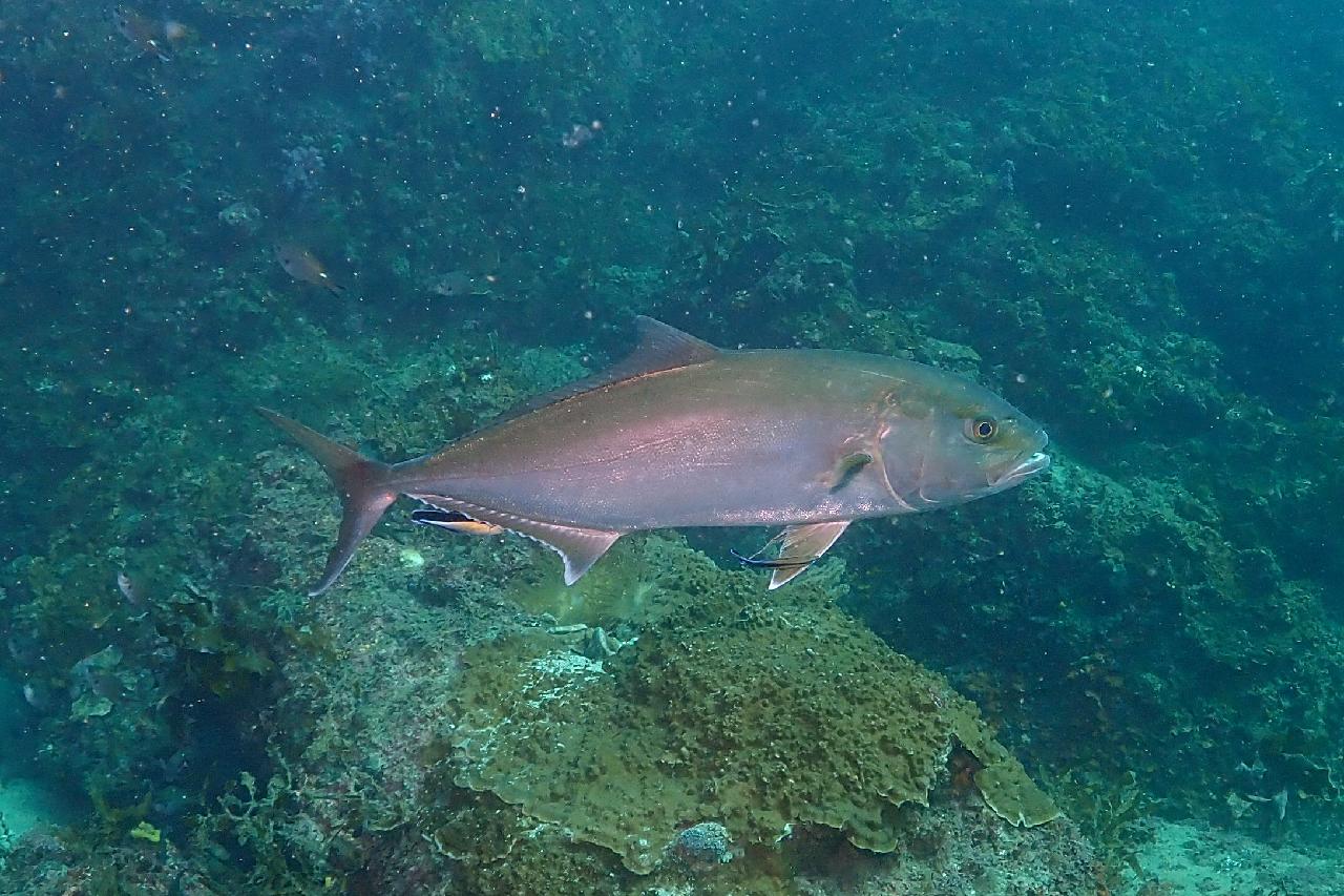 カンパチとホンソメワケベラ