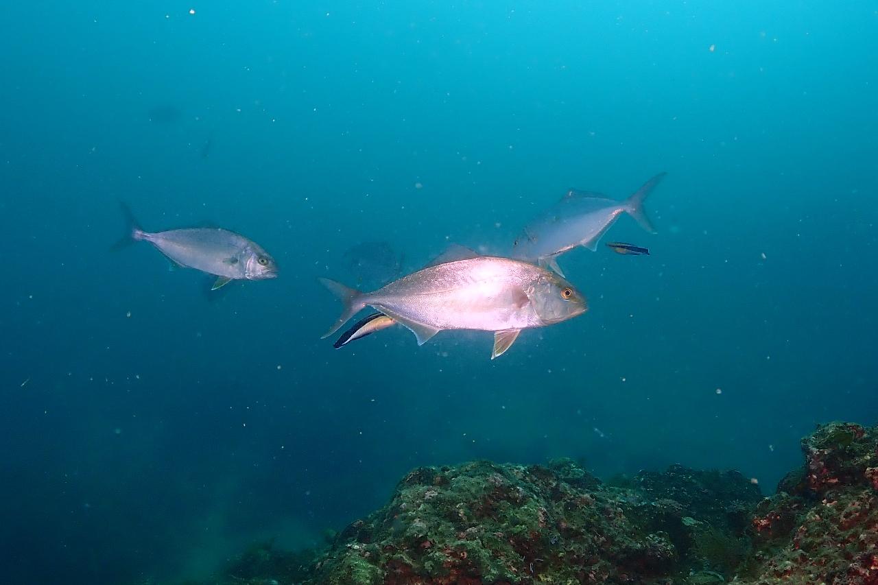 カンパチとホンソメワケベラ