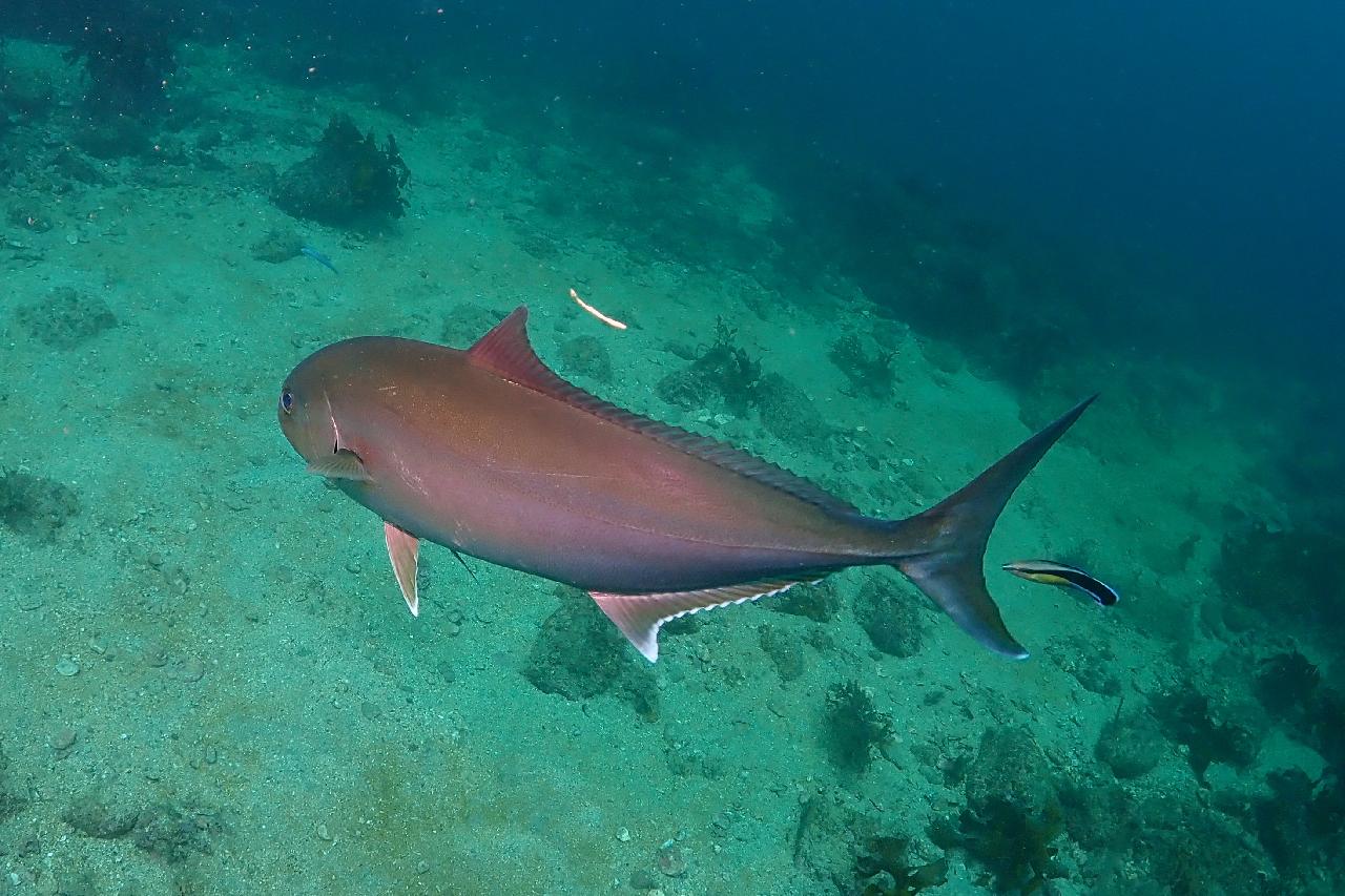 カンパチとホンソメワケベラ