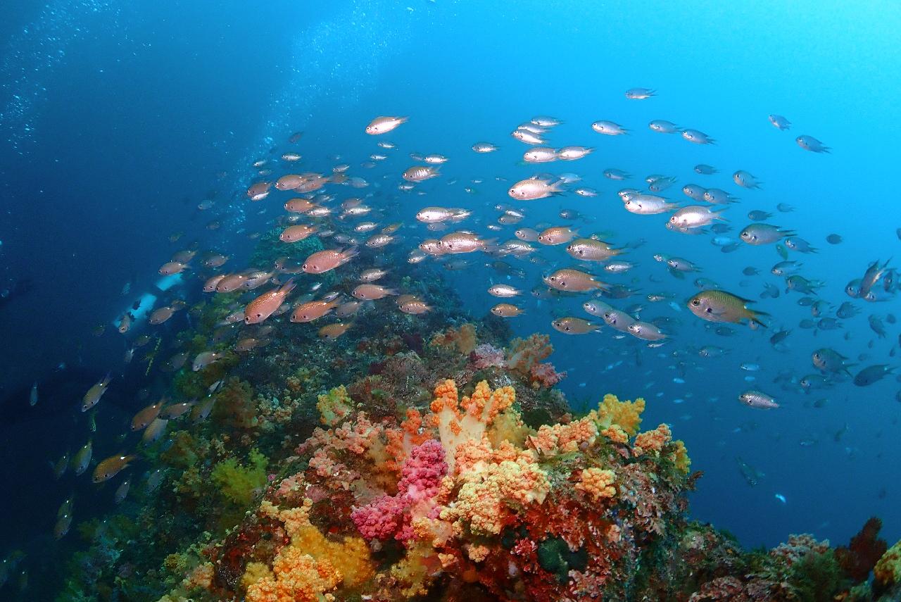 済州島(チェジュ島)でスキューバダイビングを楽しもう！
