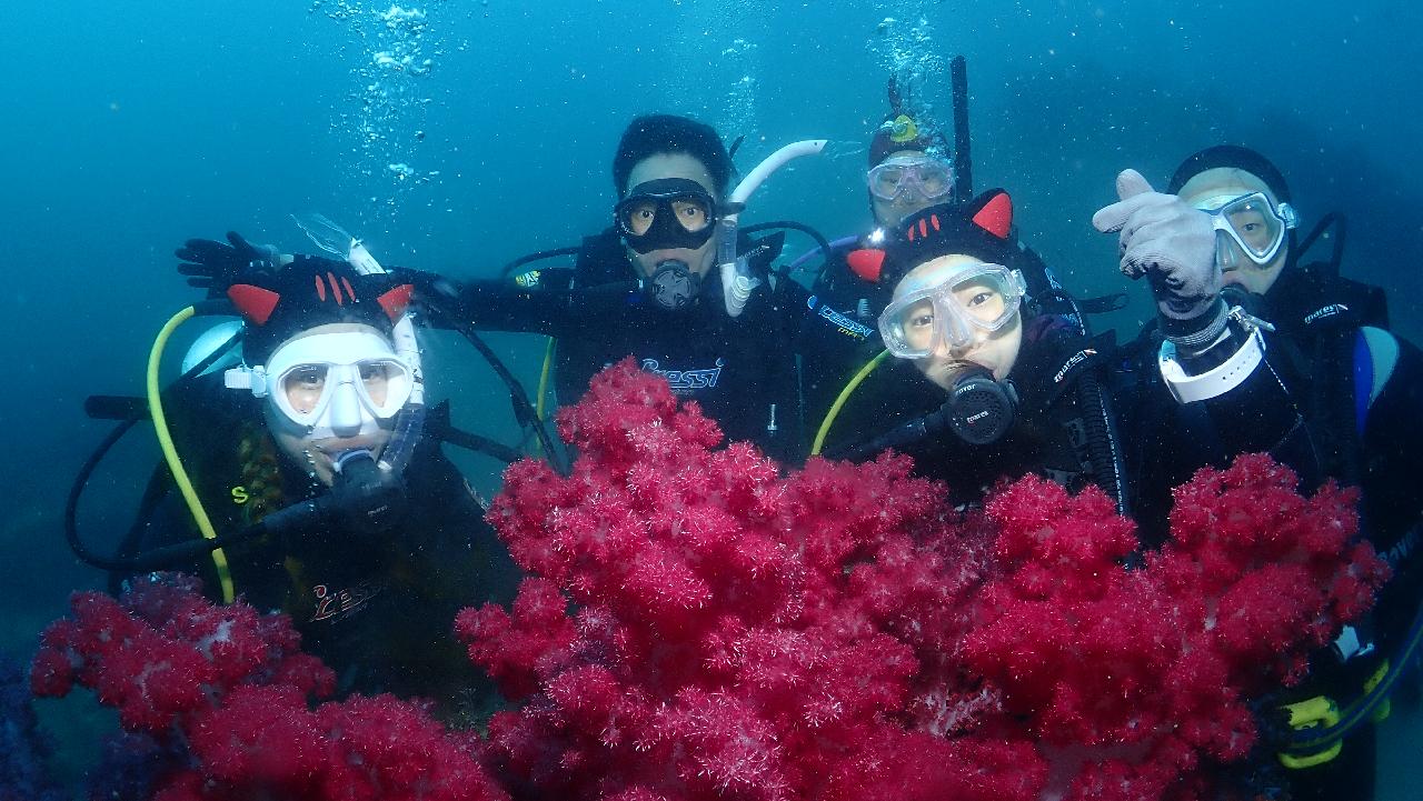 済州島(チェジュ島)でスキューバダイビングを楽しもう！