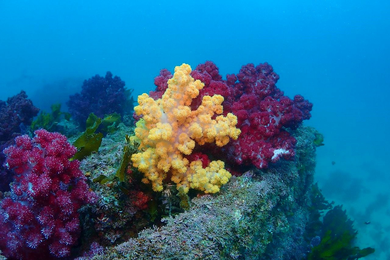 済州島の海の魅力に満ちた大学の5人の友人