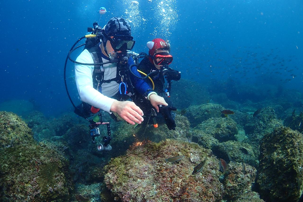 クルーズ（MSCベリシマ）に乗って楽しむ済州島スキューバダイビングの魅力