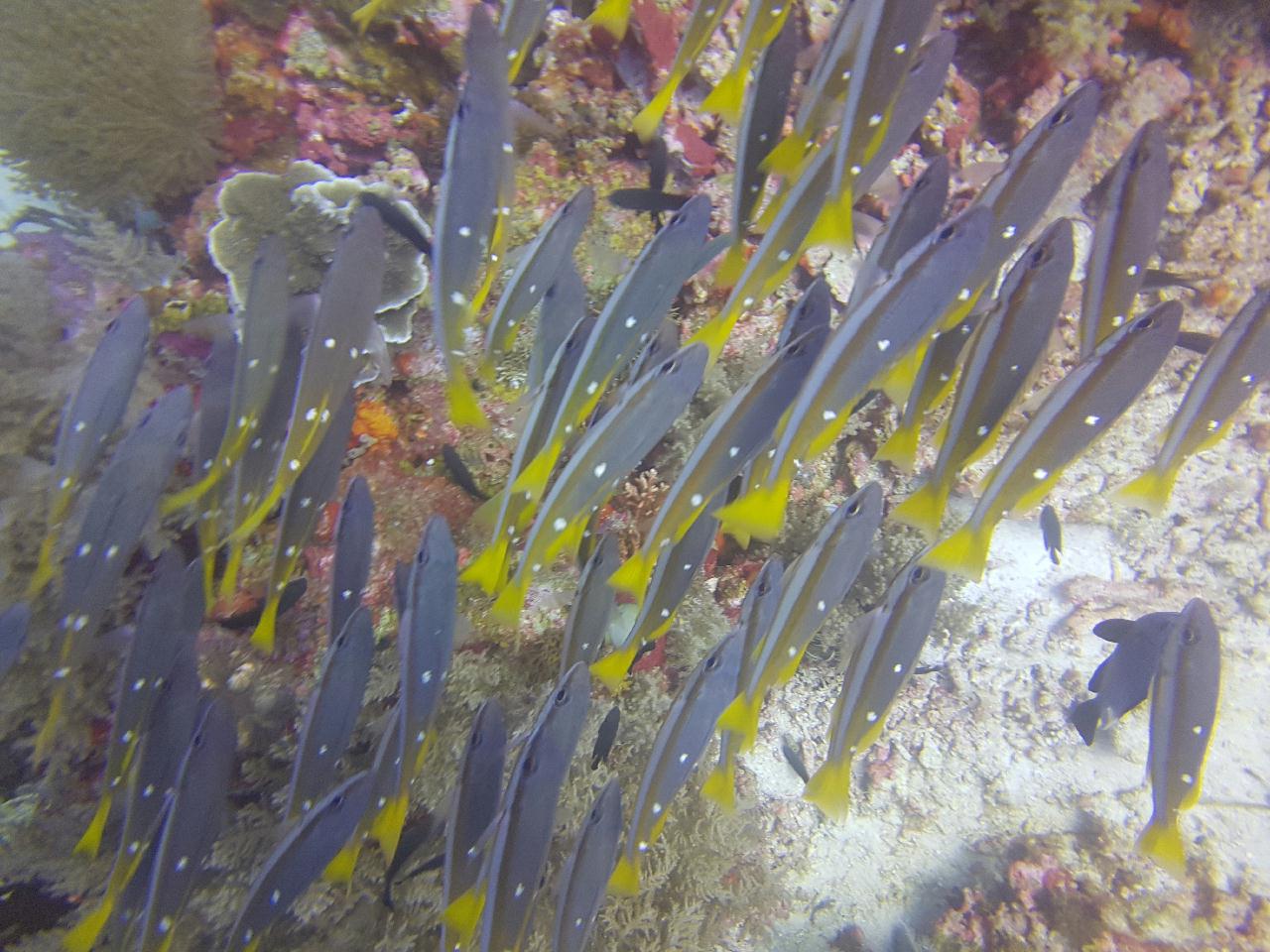 Divers 천국 값을 못함