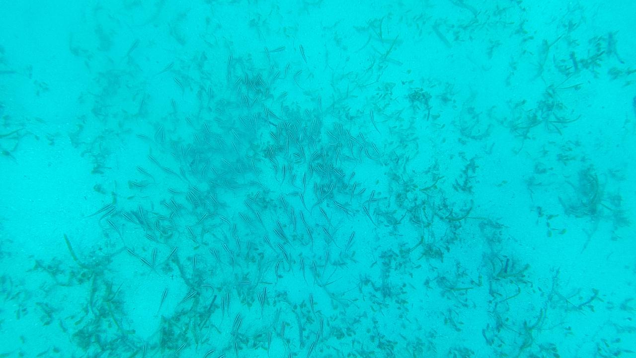 체트다이빙, 보홀앞바다는 모래 대비 산호가 적음