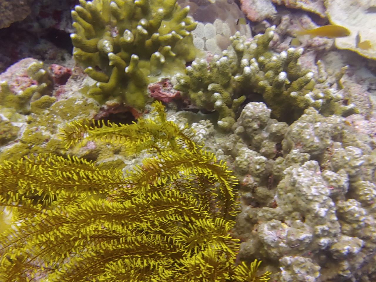 모알보알 오션블루 - Pescador island 남->동