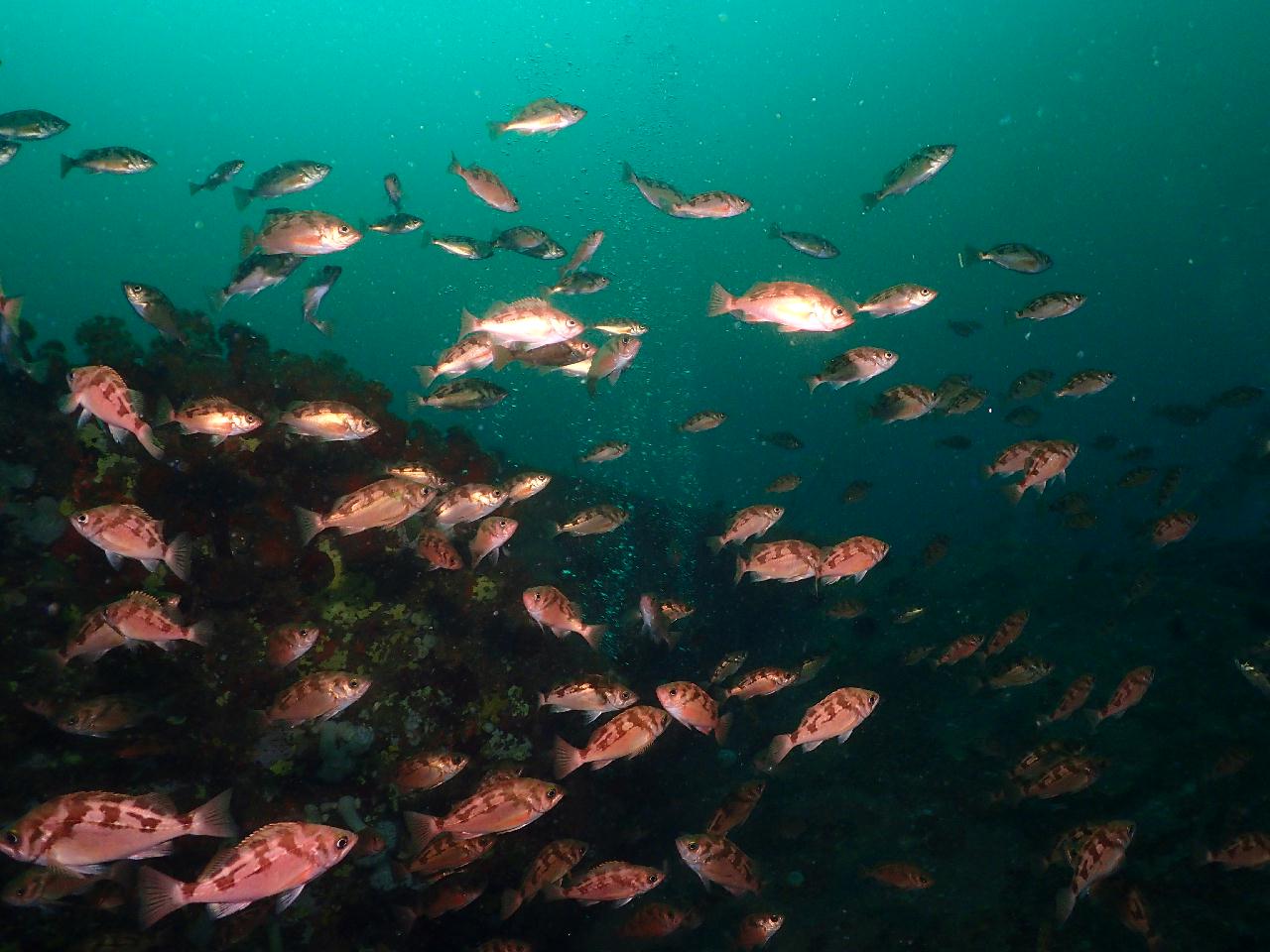 딥다이빙 두번 했더니 무감압시간이 너무 짧다