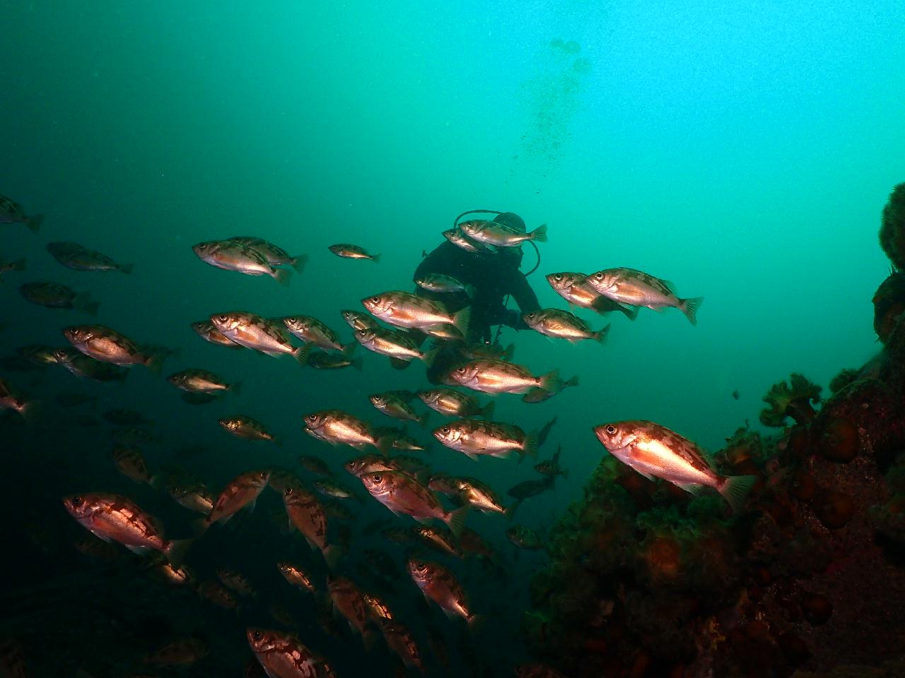 딥다이빙 두번 했더니 무감압시간이 너무 짧다