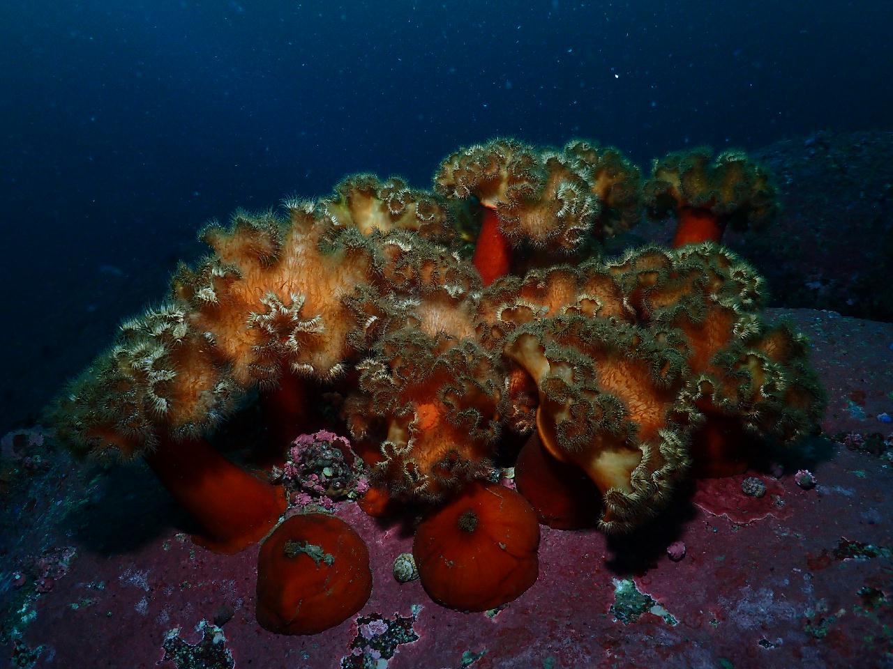 딥다이빙 두번 했더니 무감압시간이 너무 짧다