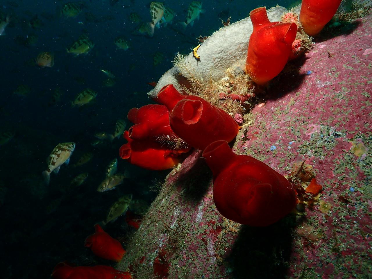 딥다이빙 두번 했더니 무감압시간이 너무 짧다