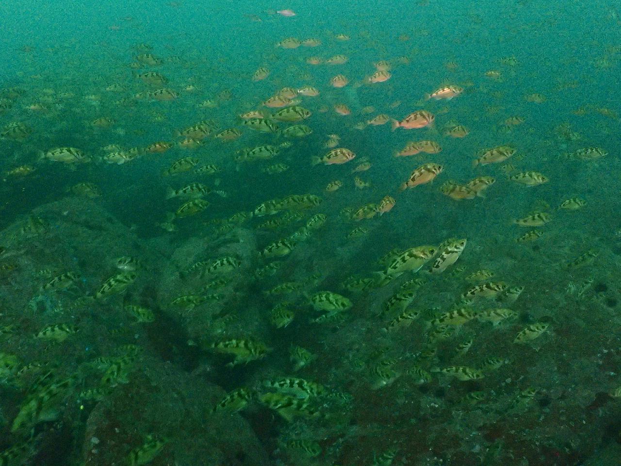 딥다이빙 두번 했더니 무감압시간이 너무 짧다