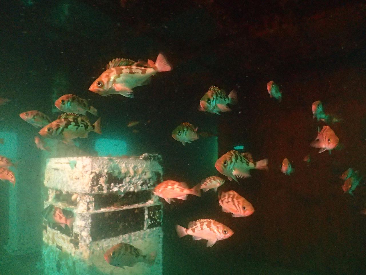 동해에 투하된 강원도 강릉 대형 난파선 엠버 33