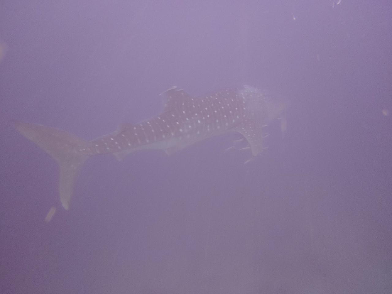 보홀 블루워터 다이브(Arco), 고래상어 - 다이브번호 : 92 | 날짜 : 2018-1