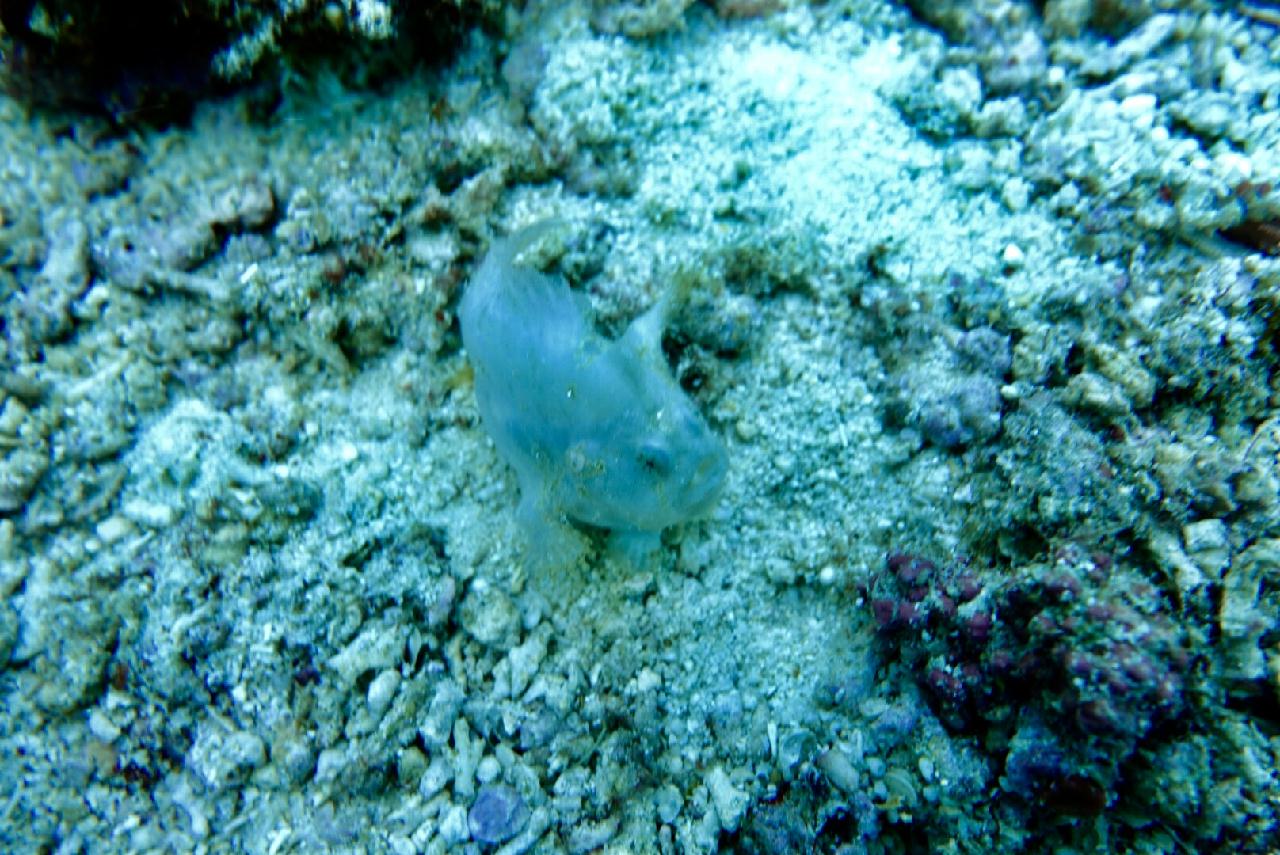 마크로 포인트, 세부 스쿠버블(House Reef), Frog fish,  nudi 확인