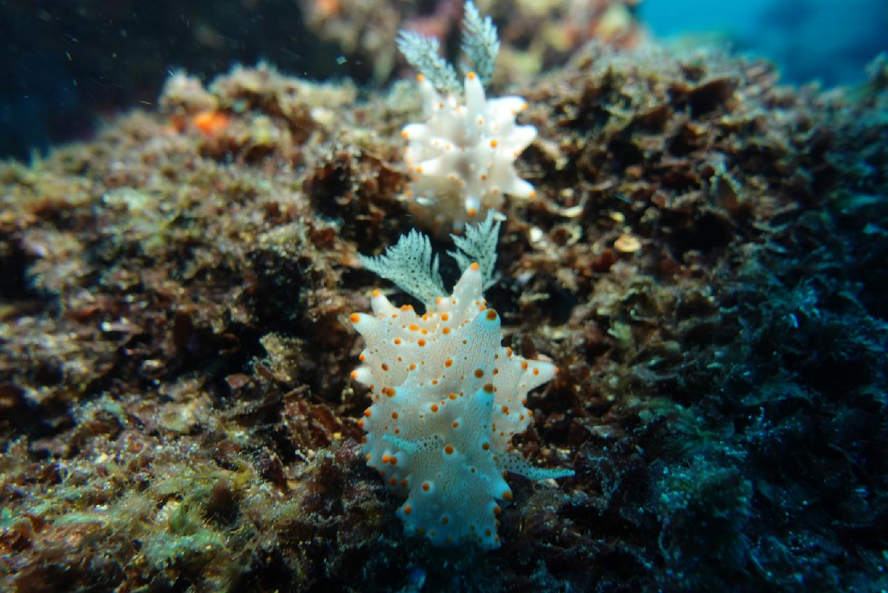 할리킨 쉬림프 