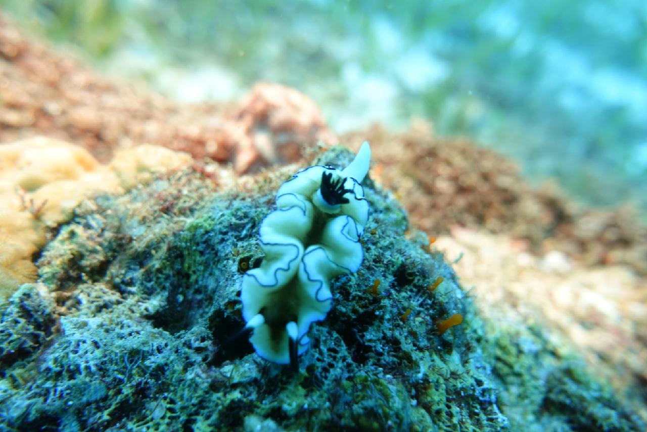 마크로 포인트, 세부 스쿠버블(House Reef), Frog fish,  nudi 확인