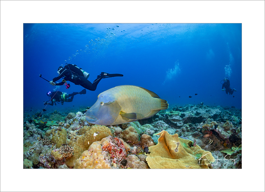 Koror, Palau(Blue Corner), 다이브번호 : 230 | 날짜 : 2018