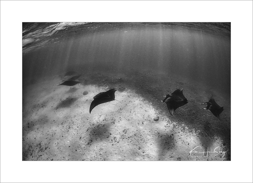 Koror, Palau(German Channel), 다이브번호 : 228 | 날짜 : 2