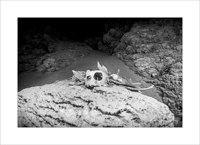 Koror, Palau(Blue Hole), 다이브번호 : 229 | 날짜 : 2018-1