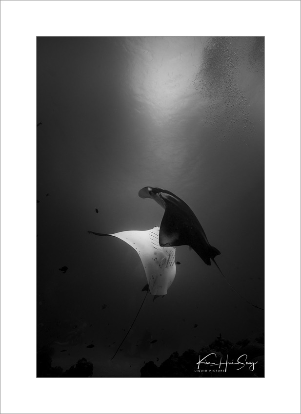 Koror, Palau(German Channel), 다이브번호 : 228 | 날짜 : 2