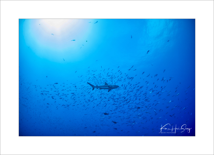팔라우 첫 다이빙, Koror, Palau(Ulong Wall), 그동안 아껴뒀던 팔라우에