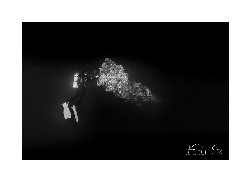 Koror, Palau(Iro Maru), 다이브번호 : 232 | 날짜 : 2018-12