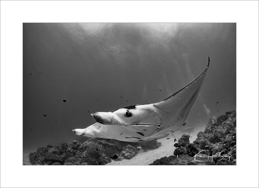 Koror, Palau(German Channel), 다이브번호 : 228 | 날짜 : 2