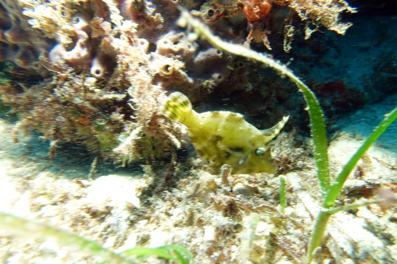 세부 스쿠버블 - House reef