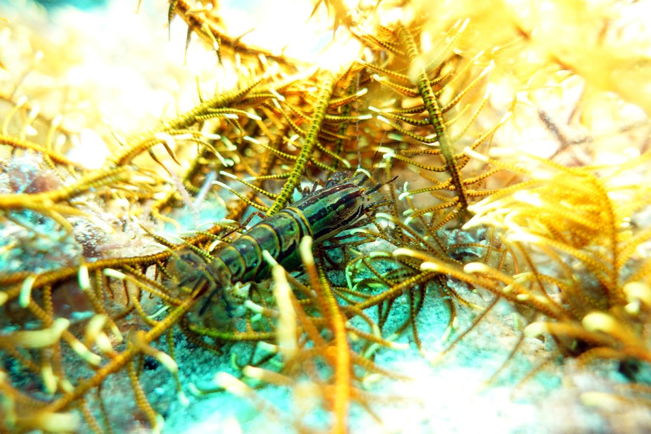 세부 스쿠버블 - House reef