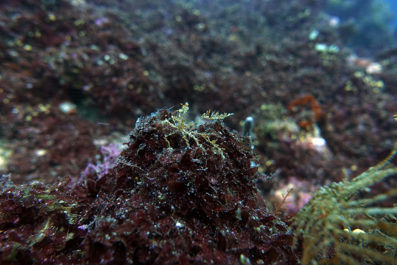 세부 스쿠버블 - 버블