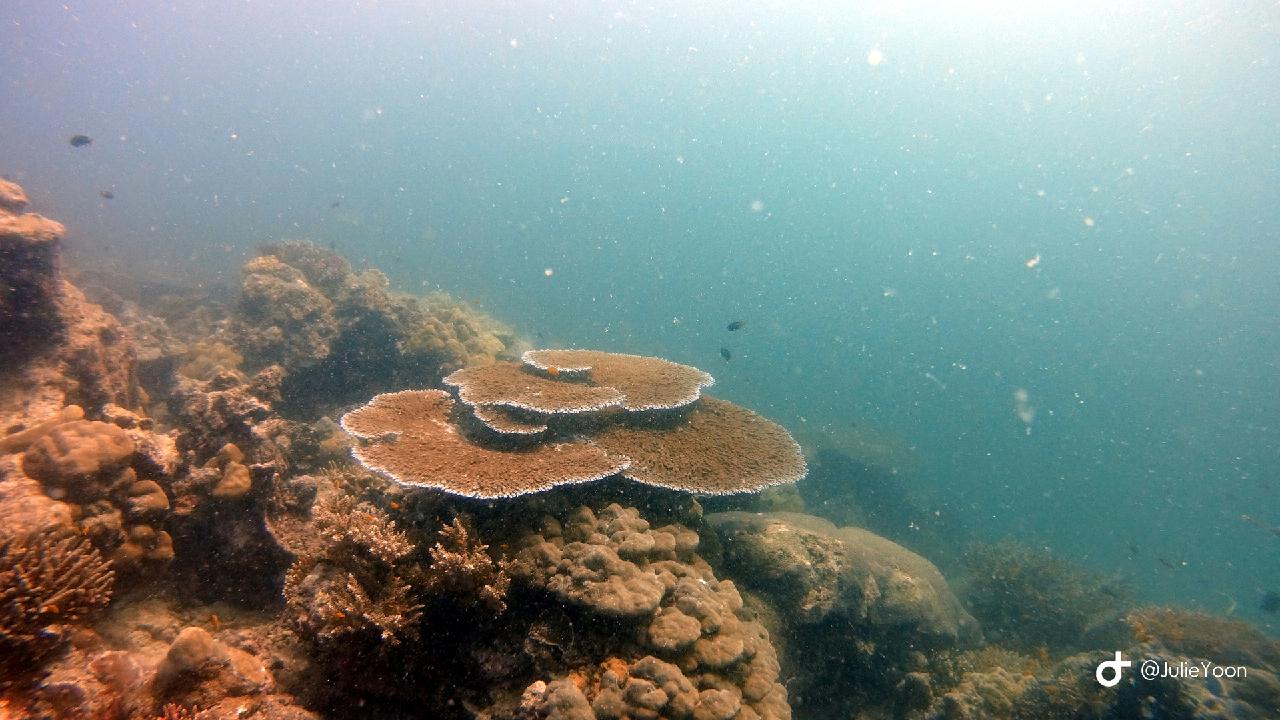 Similan live a board - Surin island Aopakat