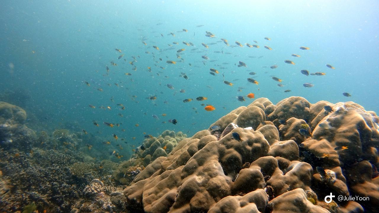 Similan live a board - Surin island Sapparot
