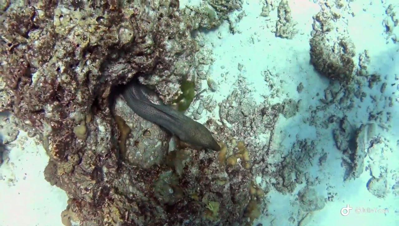 Similan live a board - Kochi