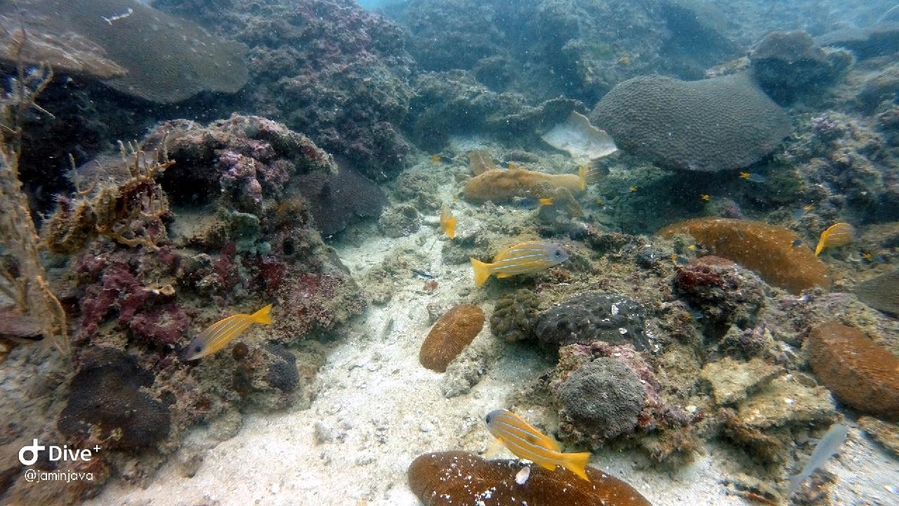 Racha noi - Banana rock