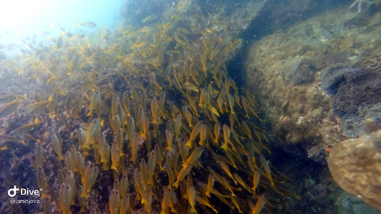 Racha noi - Banana rock