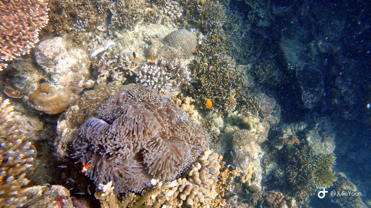 Similan live a board - Kochi