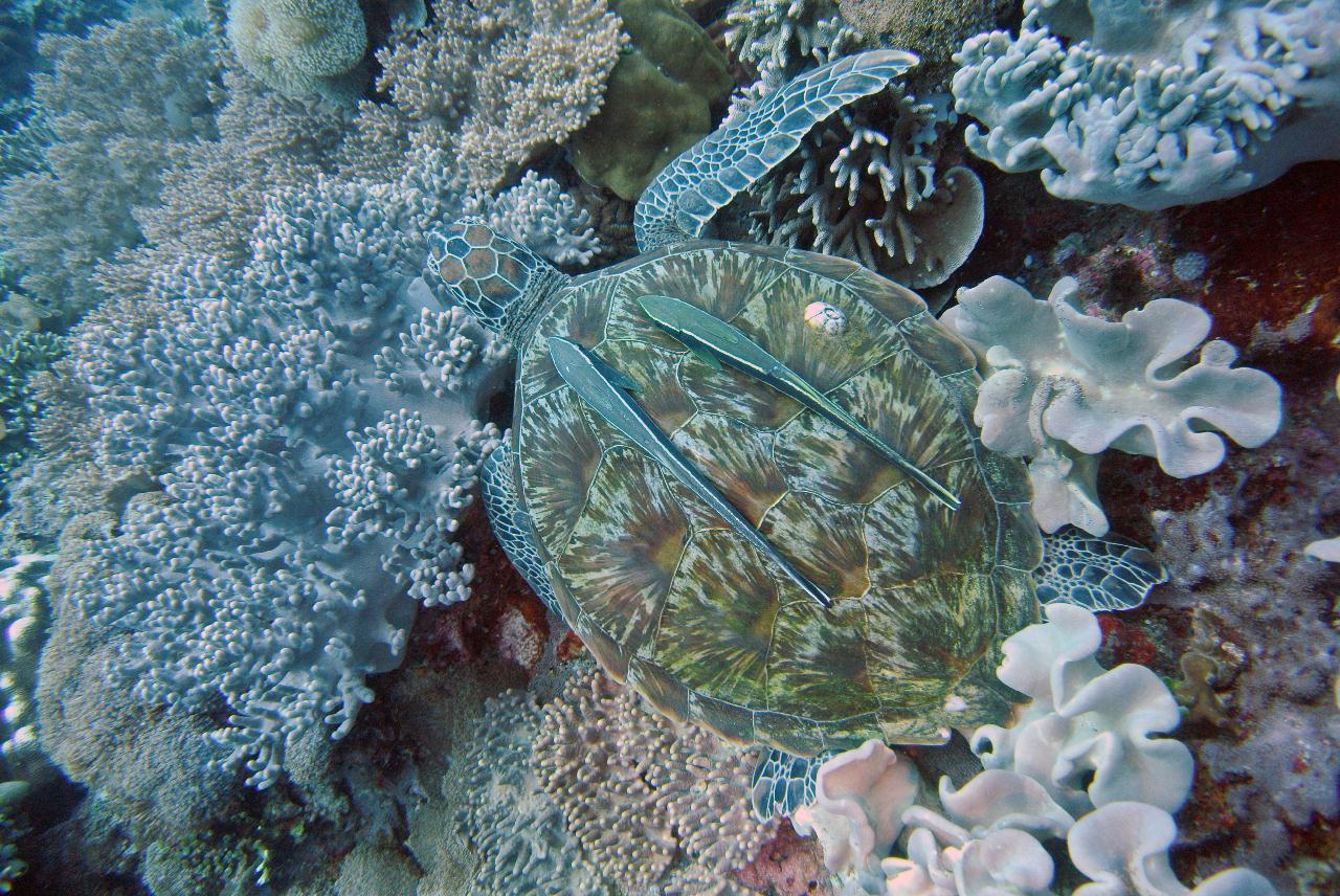 두마게티 스쿠버 다이빙 둘째날