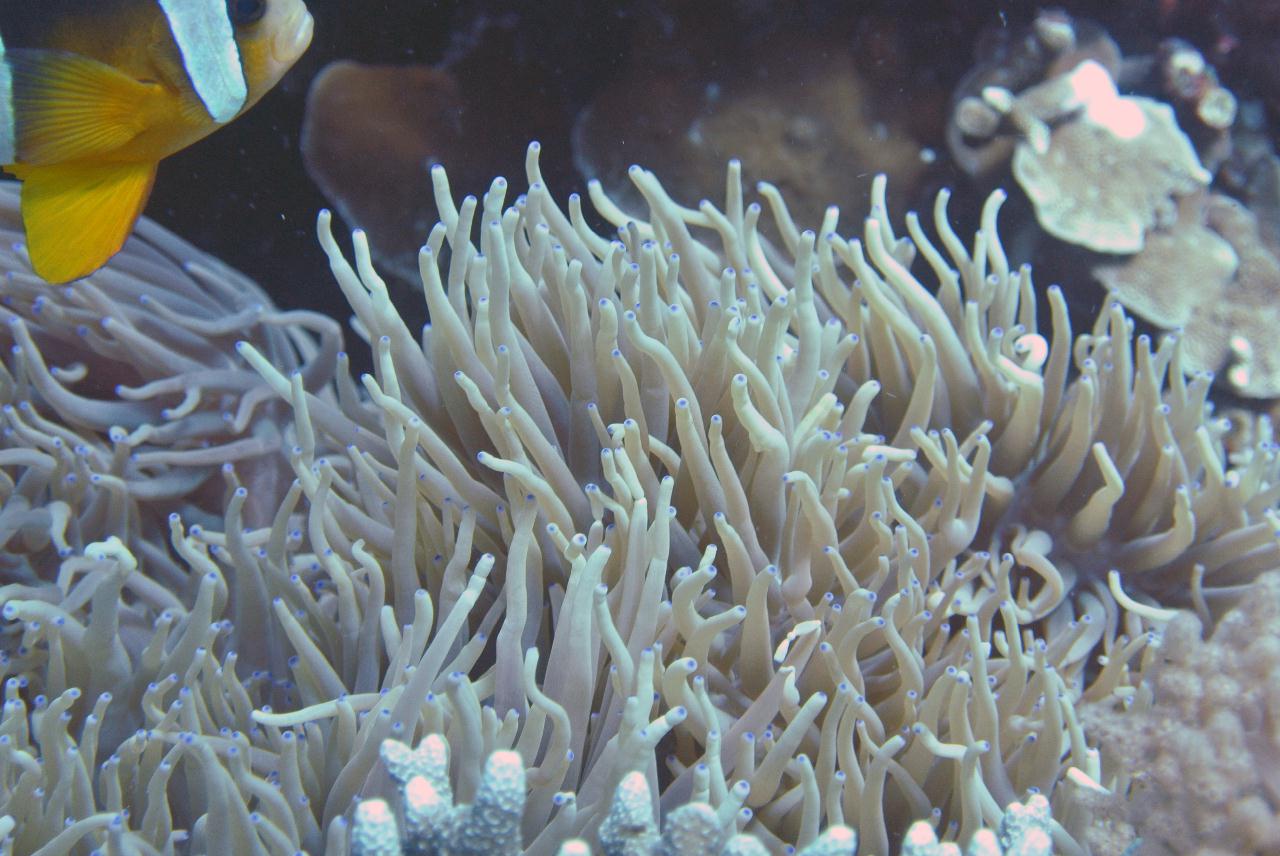 두마게티 스쿠버 다이빙 셋쨋날 3