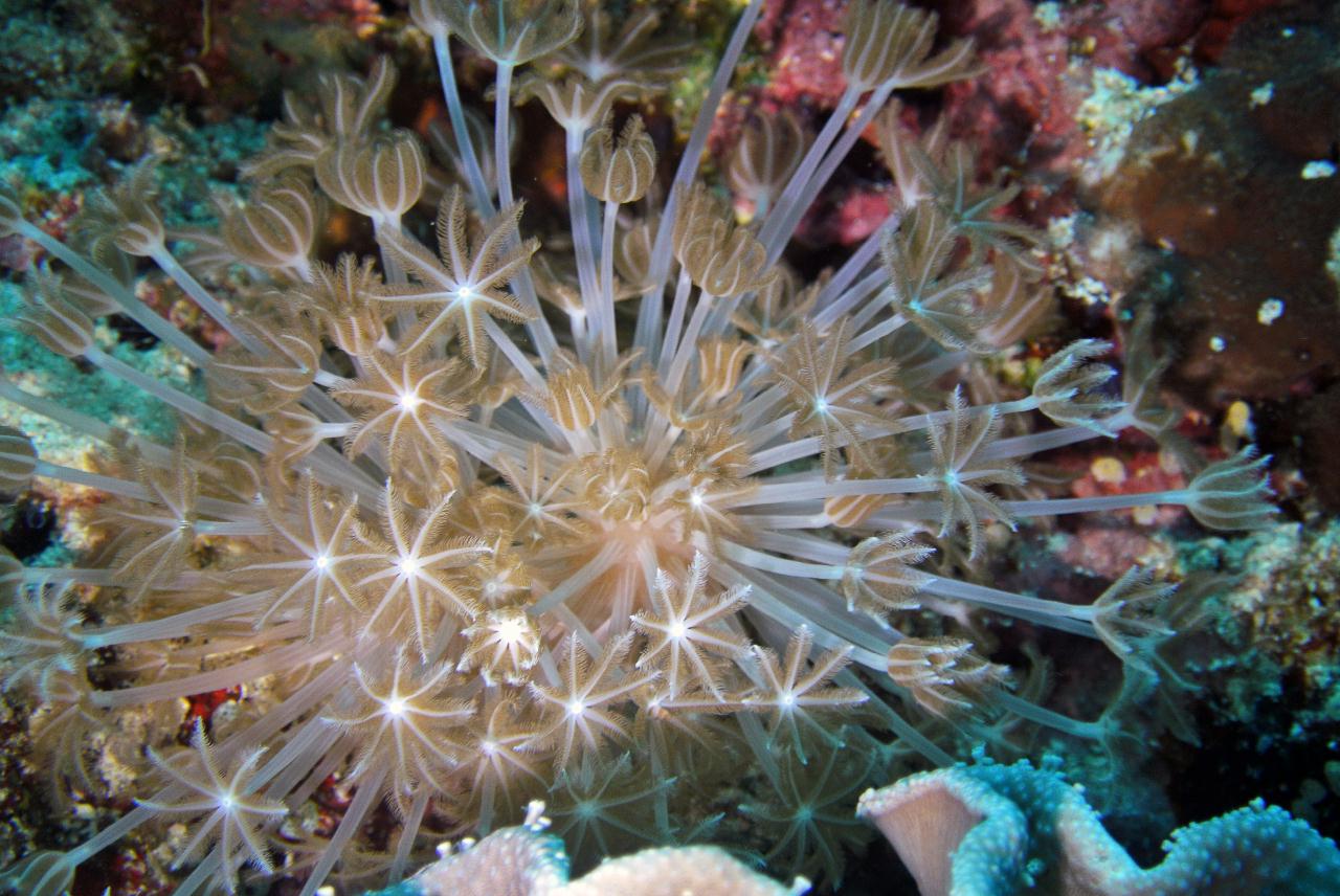 두마게티 스쿠버 다이빙 셋쨋날2