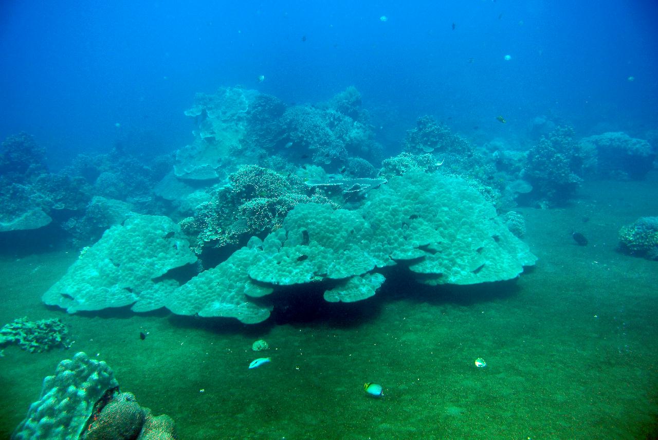 두마게티 스쿠버 다이빙 셋쨋날 3