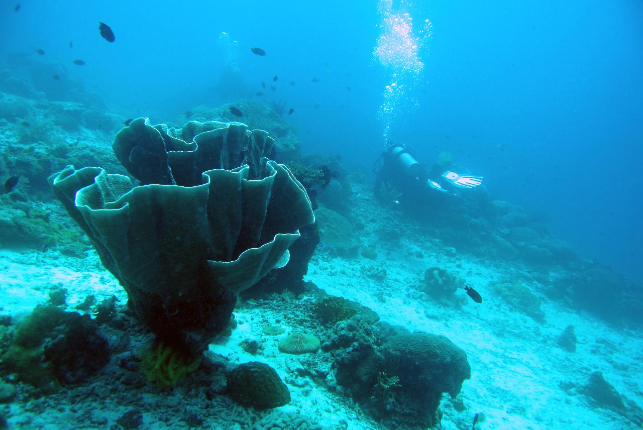 두마게티 스쿠버 다이빙 셋쨋날 3