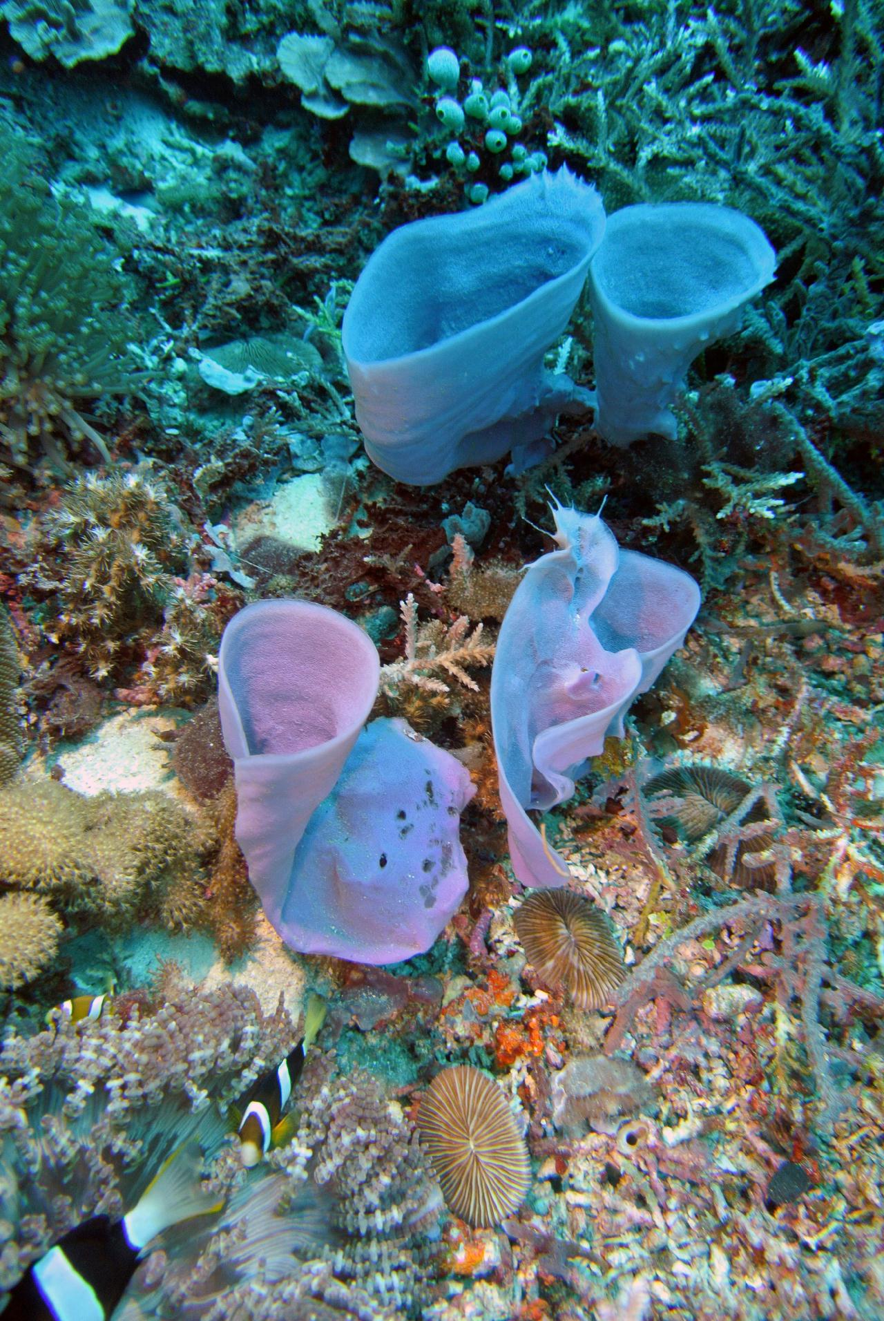 두마게티 스쿠버 다이빙 둘째날