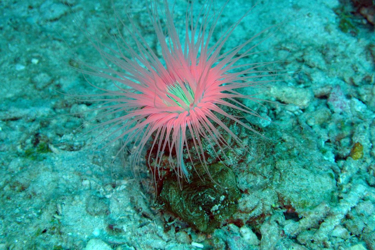 두마게티 스쿠버 다이빙 셋쨋날 3