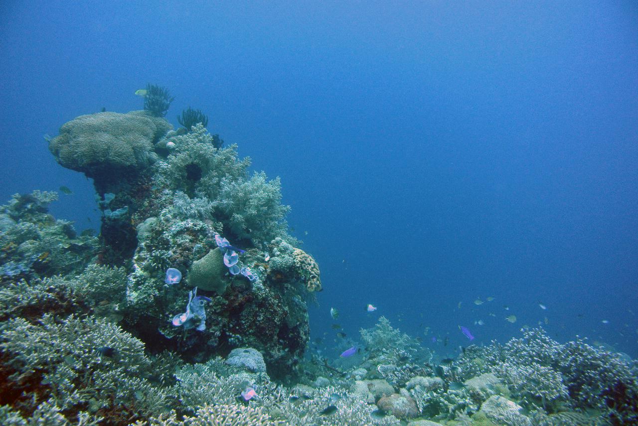 두마게티 스쿠버 다이빙 둘째날