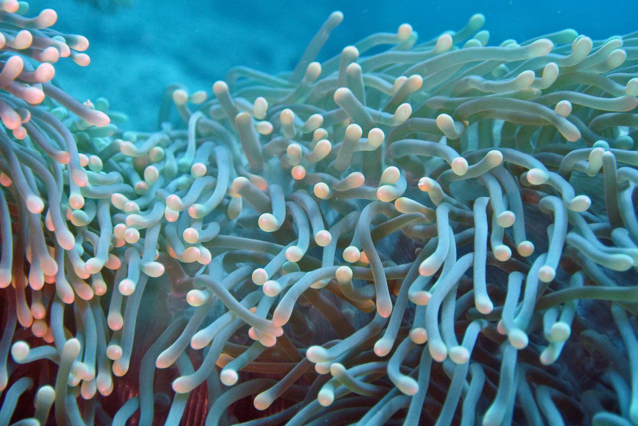 두마게티 스쿠버 다이빙 셋쨋날 3