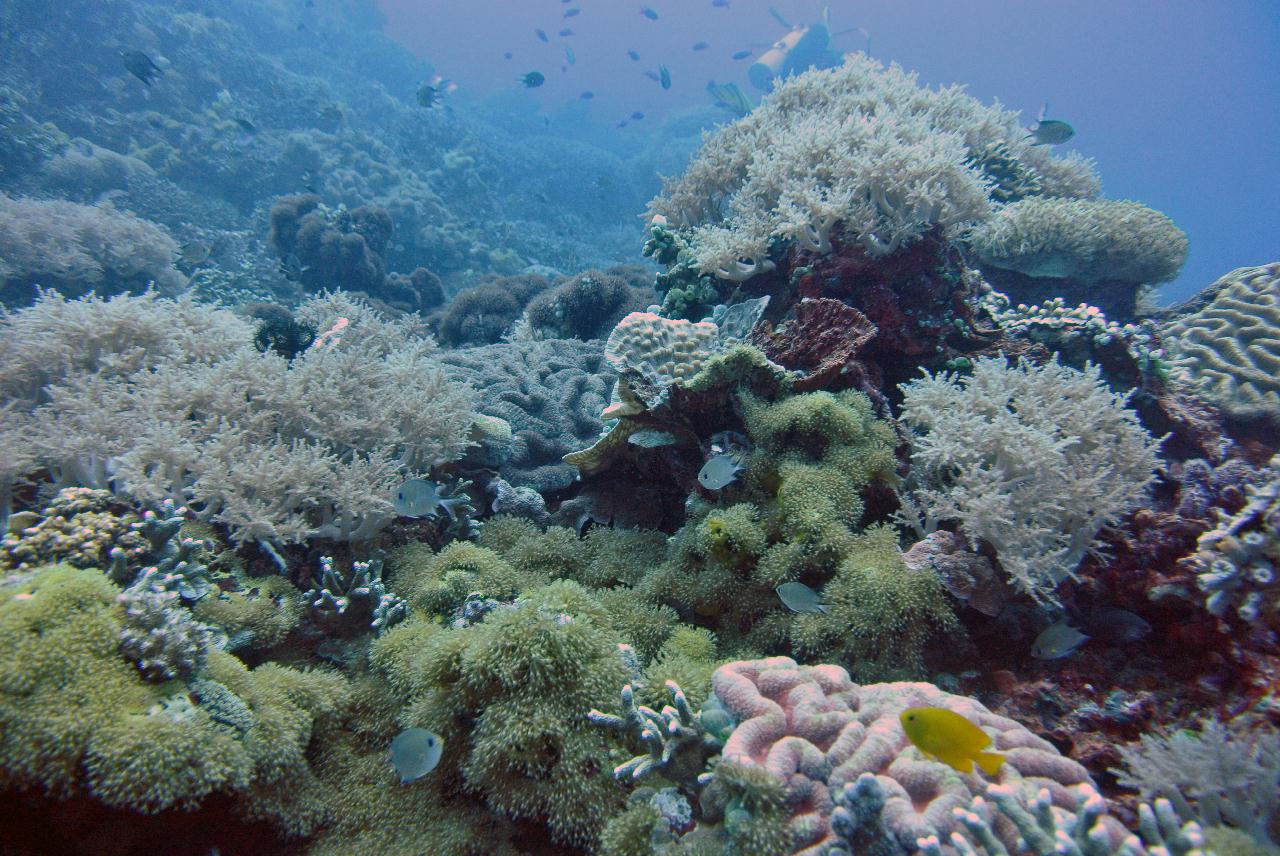 두마게티 스쿠버 다이빙 둘째날