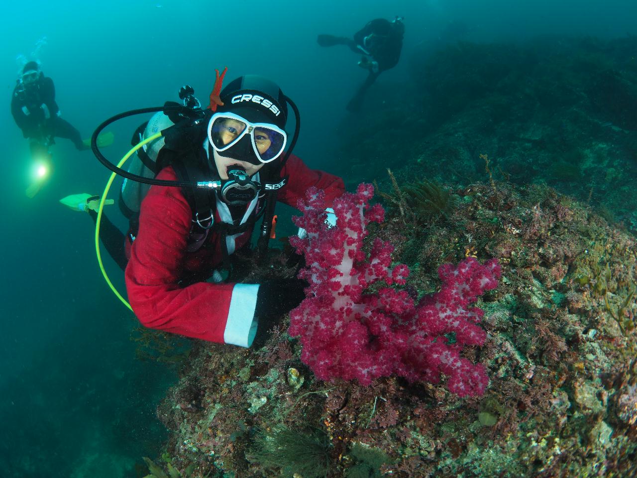 제주도 스쿠버 다이빙 투어