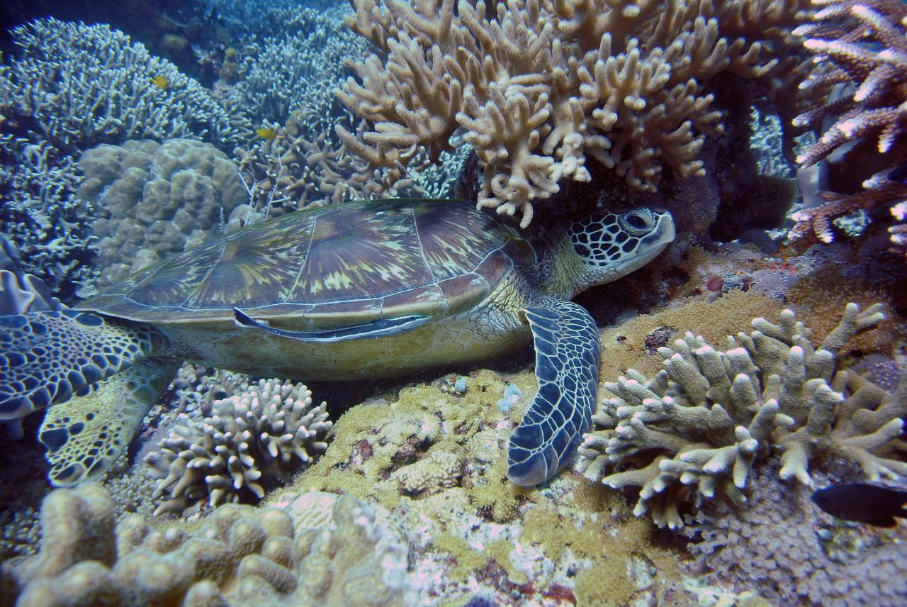 두마게티 스쿠버 다이빙 셋쨋날 3