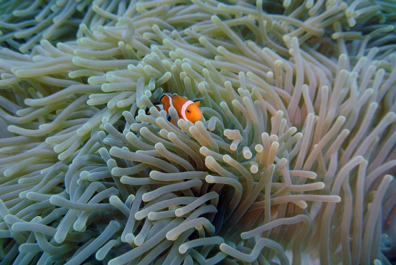 두마게티 스쿠버 다이빙 둘째날